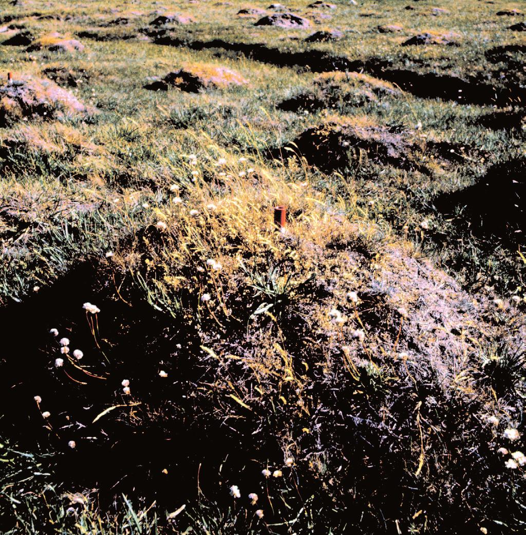 myre. Af tabel 1 ses, at der på Enø er steder, hvor 1/4 af arealet er myretuer, og hvor der i gennemsnit findes mere end 30.000 arbejdermyrer pr. m2.