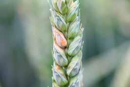 TABEL 31. Indhold af fusariumtoksinet DON i hvedeprøver fra pløjede marker i moniteringen i hvede i 2003 til 2016 Indhold, µg pr.