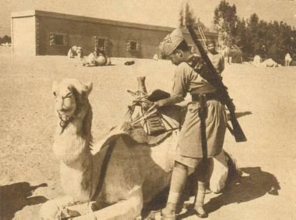 "Kamelerne trænes til soldatertjeneste, og soldaterne til kameltjeneste, i begge tilfælde gælder det navnlig udholdenhed. Forbenene er bundet, når kamelen ligger i lejren." Fra Kilde 1.