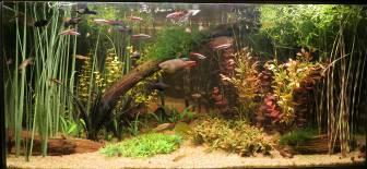 Plads, i klasse 4, Syd Amerikansk Biotop akvarie Vinder