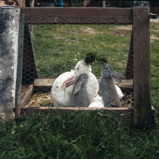 En kanin vil kede sig, hvis den kun lever sit liv i et bur. Så det er nødvendigt, at du og dine forældre tager kaninen ud af buret mindst et par gange om ugen.