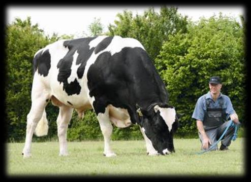 NTM for Holstein NTM Egenskab Vægt Procent Produktion 1,00 31