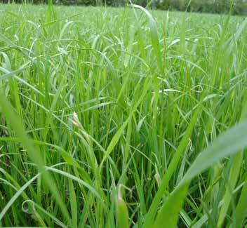 Græs ENSILAGE Hjemmeproduceret grovfoder Ensilage af græs. Rent græs kræver meget kvælstof for at give et rimeligt udbytte og bør derfor ikke indgå med stor vægt i et sædskifte.