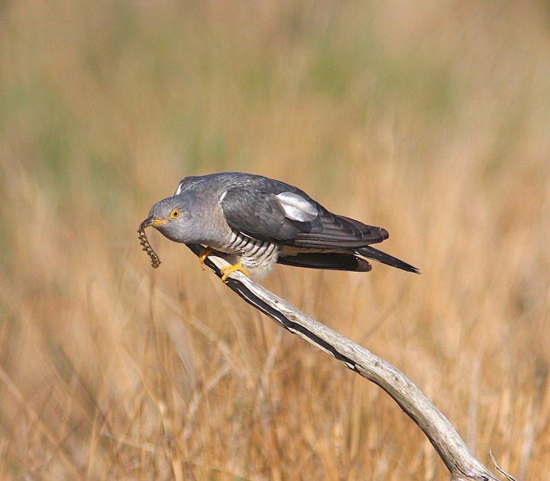 Efteråret bød på sammenlagt 18 trækkende duer i perioden 11/9-4/11. Ringdue Columba palumbus I lighed med 2007 blev der set rigtig mange trækkende forårsfugle, og i 2008 trak 56331 duer over halvøen.