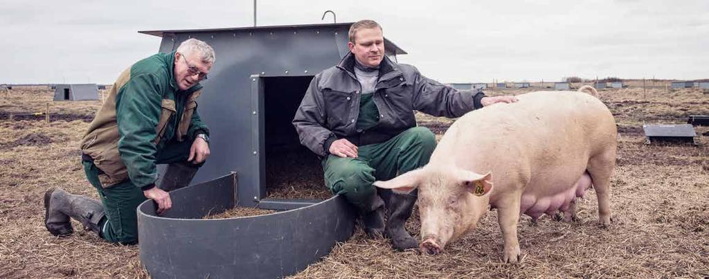 På den lille ø Egholm ved Aalborg er Holger Thomsen (t.v.) og Ole Brandsen Jensen med hjælp fra so-puljen kommet godt i gang med en økologisk griseproduktion.