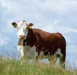 FRILAND Kødkvæg Bedre dyrevelfærd 588560 FRILAND Kødkvæg Angus - Verdenskendt oksekød 588561 Nyt look til