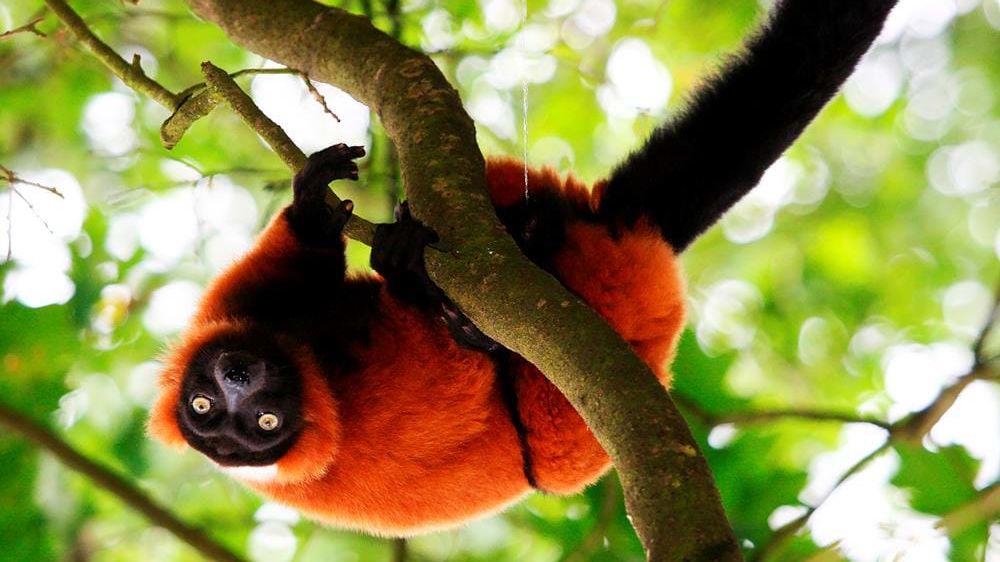 Kenyas og Madagaskars unikke dyreliv inkl.