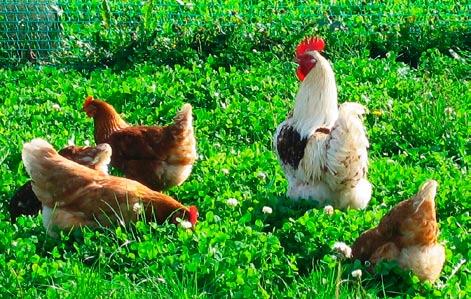 DJF rapport Økologisk ægproduktion: Produktion, sundhed, velfærd og næringsstofhusholdning