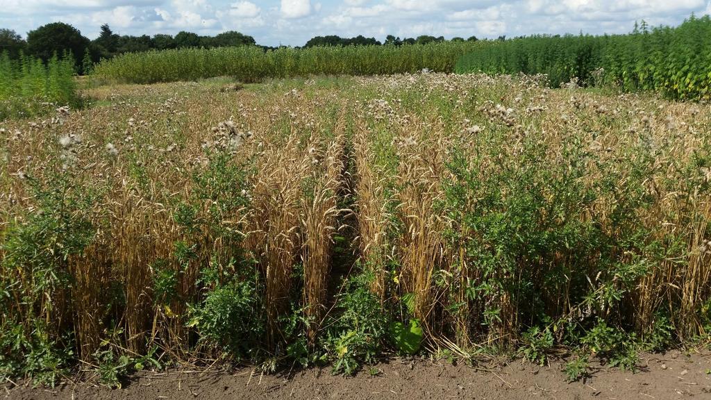 Udfordringen i økologisk planteavl For lav kvælstofeftervirkning af grøngødning og kvælstofrige efterafgrøder Ringe adgang