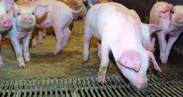 Rentabilitet i svineproduktion > > Brian Oster Hansen, Videncenter for Svineproduktion De bedste 33% af 30 kg smågriseproduktion producerede i 2013 1,2 flere grise pr.
