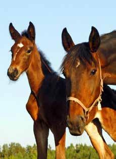 Agria Breeding Liv- og Uanvendelighedsforsikring Agria Limited Livsforsikring Breeding Liv- og Uanvendelighed Med Breeding Liv- og Uanvendelighed kan du få erstatning, hvis din hest: Bliver så syg