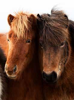 Forsvinder inden for Norden Limited Liv Med Limited Liv kan du få erstatning, hvis din hest: Ved en ulykke skades så voldsomt, at den jævnfør dyreværnsloven skal aflives med det samme.