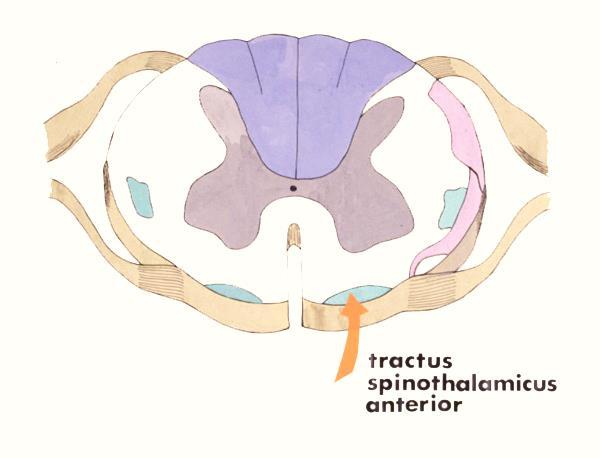 Sensitive ledningsbaner i rygmarven Tværsnit af tractus spinothalamicus anterior.