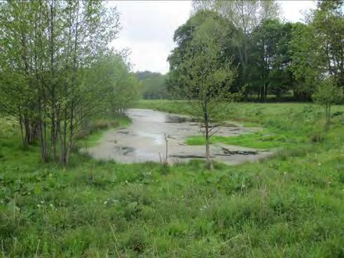 Fig 2.7.3 nyere regnvandbassin v. Fraugde Bæk. Foto taget maj 2011 Generelt vil den terrestriske natur i området have stor gavn af ophør af dræning, gødskning og omlægning.