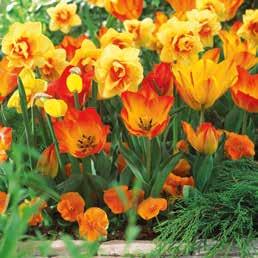 de Riom Diskrete og blide toner, men gør sig alligevel godt bemærket takket være den dobbelte narcisse med form som en klassisk tulipan.