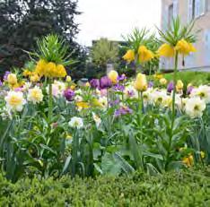 Skal helst plantes med Bellis i en blanding eller blå stedmoderblomster. Kombination af Iris bucharica, tulipaner, narcisser og Fritillaria.