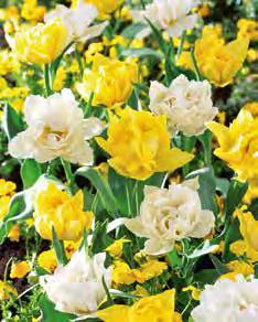 DJh5<PË 11047 Blanding fyldte murillo-tulipaner Premix Murillo Den mest kendte af alle blandinger. En sikker succes hos Export.