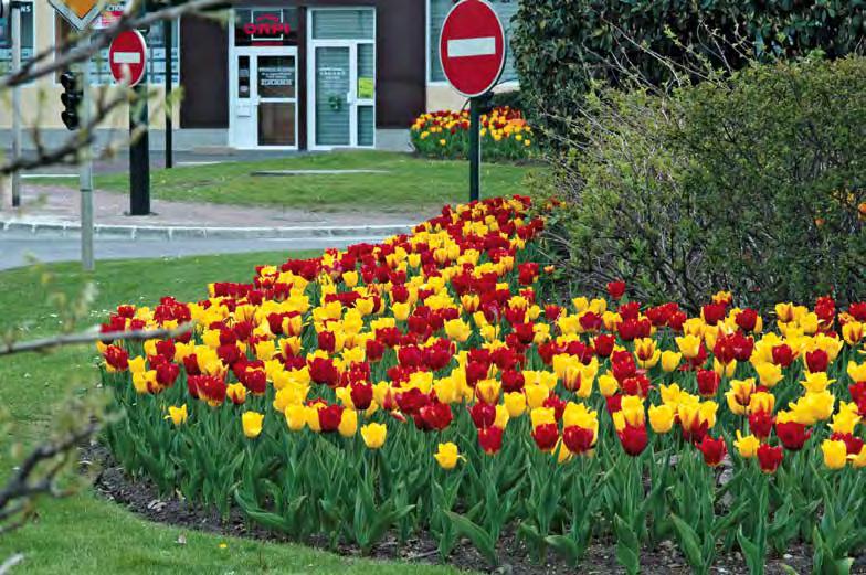 tulipaner Love Me Tender Blanding tulipaner og narcisser Royal Anniversary Overdådig blanding Ville du Neubourg Lysende blanding med dens