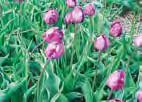 Historiske tulipaner fra Hortus Bulborum (Holland).