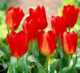 12564 Gh Spring Surprise Den fjerde sort i denne serie af Surprise-tulipaner.