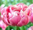 minder om den berømte Rembrandt tulipan. Ekstrem lang blomstring.