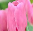 TULIPANER 12311 Augusta Taurinorum En smuk tulipan af høj kvalitet, som har fået