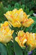 Den er helt gul og bliver tofarvet i gul/lyserød i slutningen af blomstringen.