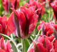 China Town Meget sjov farve, lav og bladene med hvide striber gør, at denne tulipan vil få
