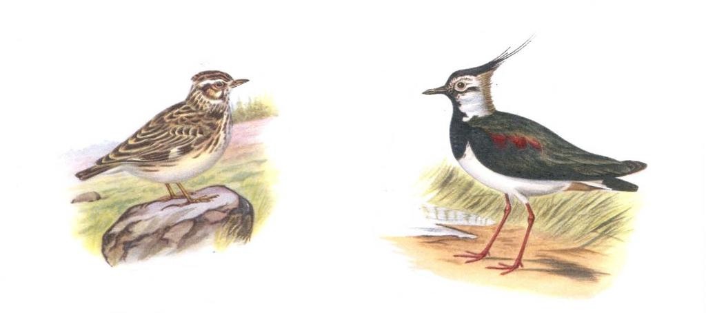 En artikel om Viben og andre mark fugle 7. juli 2017 Jeg vil gerne fortælle eftertiden om de fugle, der var på markerne op til omkring 1965.