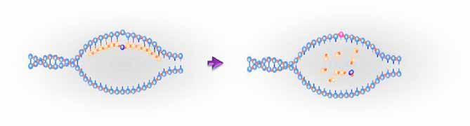 Figur 3.12. Forenklet illustration af ODM. Til venstre: DNA-helix med en komplementær oligonukleotid indeholdende en tilsigtet ændring (mørk blå).
