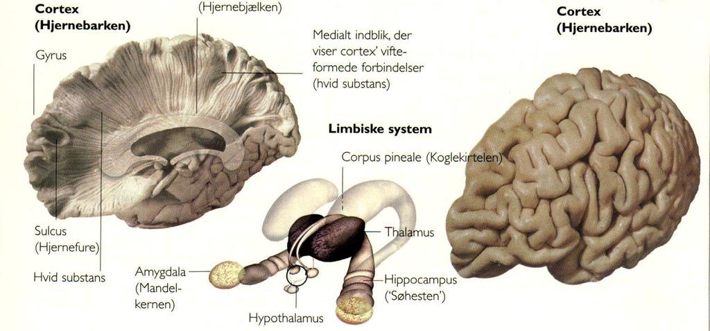 Hjernen mellem følelser og fornuft Amygdala (Mandelkernen) Følelsernes