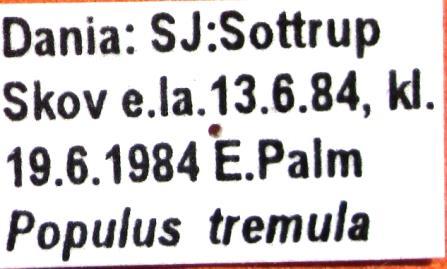 Pseudosciaphila branderiana (L.) 4690 18-27 mm.