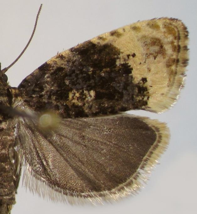 ochroleucana er i reglen kendelig på den gule farve i ydre vingedel og hvor nubiferana og atropunctana