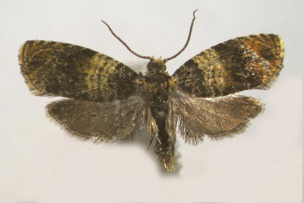 Celypha aurofasciana (Hw.) 4735 12-14 mm.
