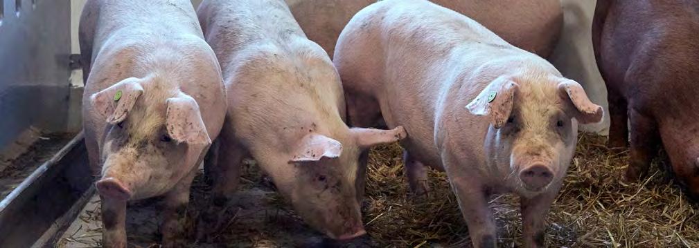 DRIFTSØKONOMI SLAGTESVINEPRODUCENTERNE Der har igen i 2016 været en stigning i indtjeningen i slagtesvineproduktionen.