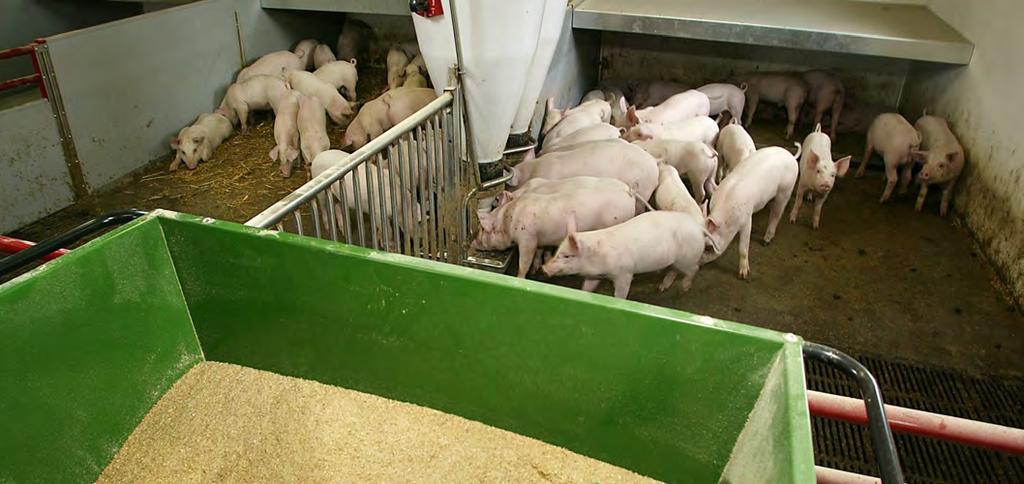 TI ÅRS UDVIKLING I 2016 opnåede de danske svineproducenter samlet set det bedste driftsresultat over de seneste 10 år.
