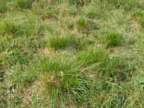 Metode I sommeren 2005 blev tre områder på 10 x 10 m i Koklapperfolden slået med le for at se på effekten på vegetationen af en slåning som supplement til dyrenes afgræsning.