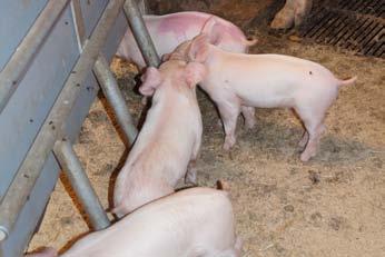 Samtidig spares grisene for stress, hvilket betyder bedre tilvækst og foderudnyttelse. Stien er særdeles velegnet til specialproduktion af velfærdsgrise.