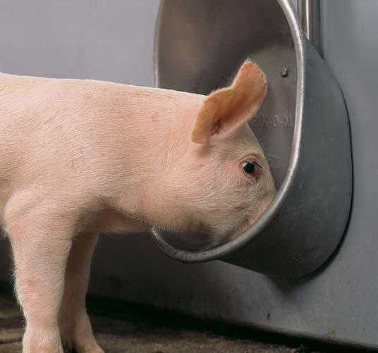 holder i mange år. Den ombukkede kant forebygger også snavsophobning, samt modvirker at grisene kan få eventuelle øremærker i klemme.