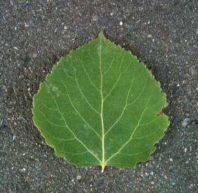 Blade Bladene er næsten cirkelrunde med takker, og med lange stilke. Oversiden af bladet er grøn, undersiden har en blågrøn farve.