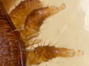 Varroa s formering uddybet Varroamiden bruger lugteorganer på forreste benpar til at finde en ammebi, som passer de store larver som snart skal forpuppes, kravler op på bien og føres dertil Foto: