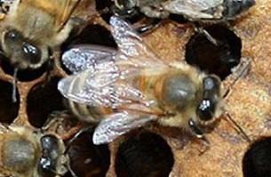 Trakémider, symptomer Symptomer er bier, som ikke kan flyve, bier med sitrende eller strittende vinger eller bier med vingerne spredt ud til siden som et K Symptomerne ses tydeligst om foråret Bier