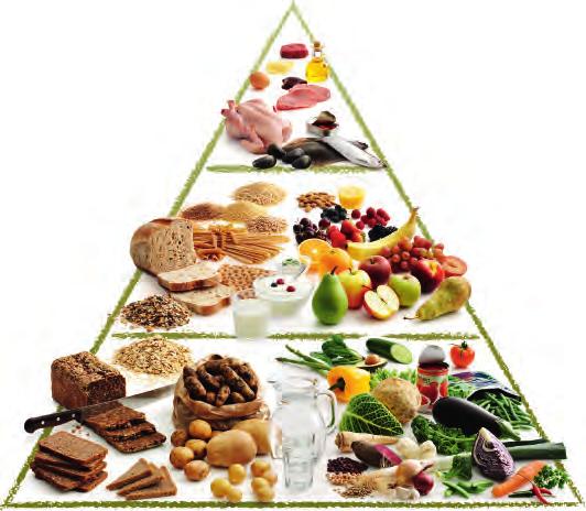 på grøntsager Vintergrøntsager er sunde! Madpyramiden er en trekant fyldt med madvarer, som du kender fra din hverdag. Madpyramiden har tre lag - en bund, en midte og en top.