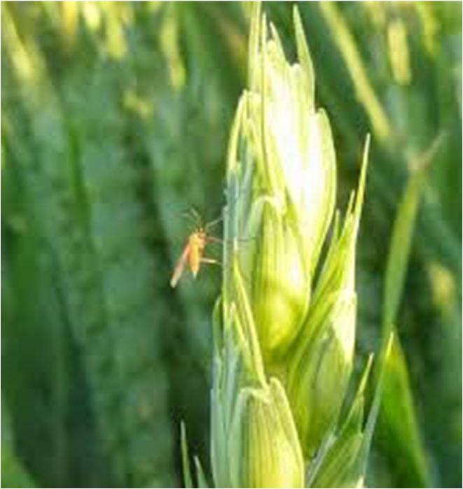 Hvedegalmyg i vinter- og vårhvede: I de seneste marker af hvede samt i vårhvede skal der holdes øje med den orange-gule hvedegalmyg.