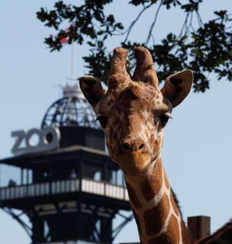 ÅRSMØDE DEN DAG MARIUS DØDE Bengt Holst, der er direktør i Zoo København, fortalte på Det grønne Årsmøde, hvordan hele Europa gik amok, da haven aflivede en giraf TEKST: KENNETH WÖHLISFELT Måske kan