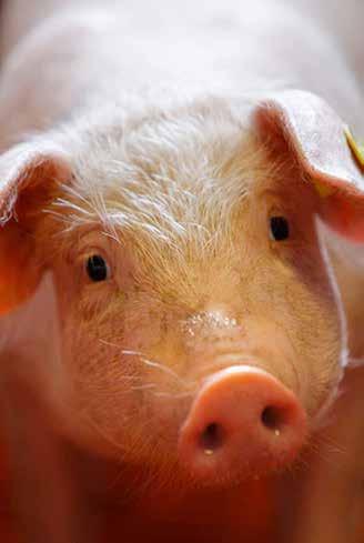 TILSKUDSFODER Fravænning er et stort skridt for en lille gris. Derfor har SCA udviklet et program af tilskudsfoder der kan tilpasses den enkelte besætning.