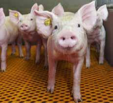 NEOPIGG SHIELD Neopigg Shield er et foderkoncept til grise fra fravænning til 30 kg, som fokuserer på optimering af tarmsundheden samt opretholdelse af tilvæksten og sundheden hos grisen.