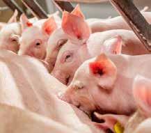 gris som supplement til somælk fra fødsel til fravænning (ved 27 dage)* * Forsøg i Holland 2017 på kommerciel bedrift med 800 søer.