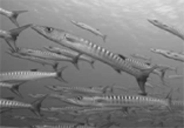5. Snimanje slika pod vodom Režimi podvodnog snimanja Podvodni široki kut Prikladno za snimanje prizora koji se protežu u širokom opsegu kao što je snimanje ribe dok pliva pod vodom.