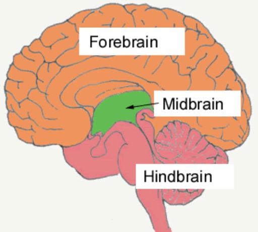 The Brain & Brain The brain is divided into 3 regions- the forebrain, Mid brain, and hindbrain.